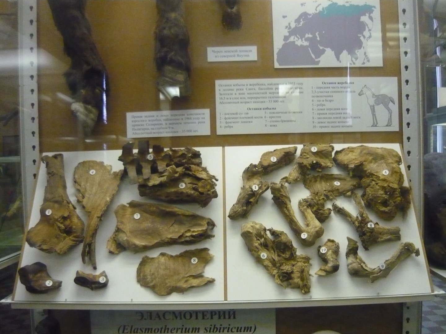 Mummified Pleistocene Siberian horse (Equus lenensis) fragments