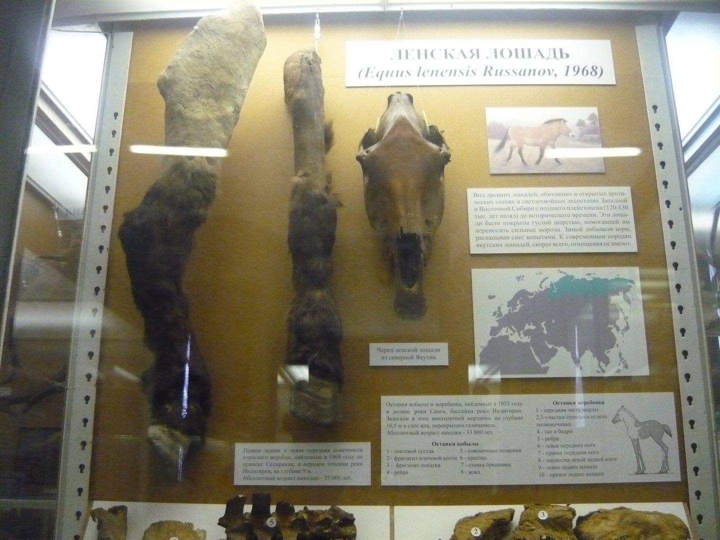 Mummified Pleistocene Siberian horse fragments and skull
