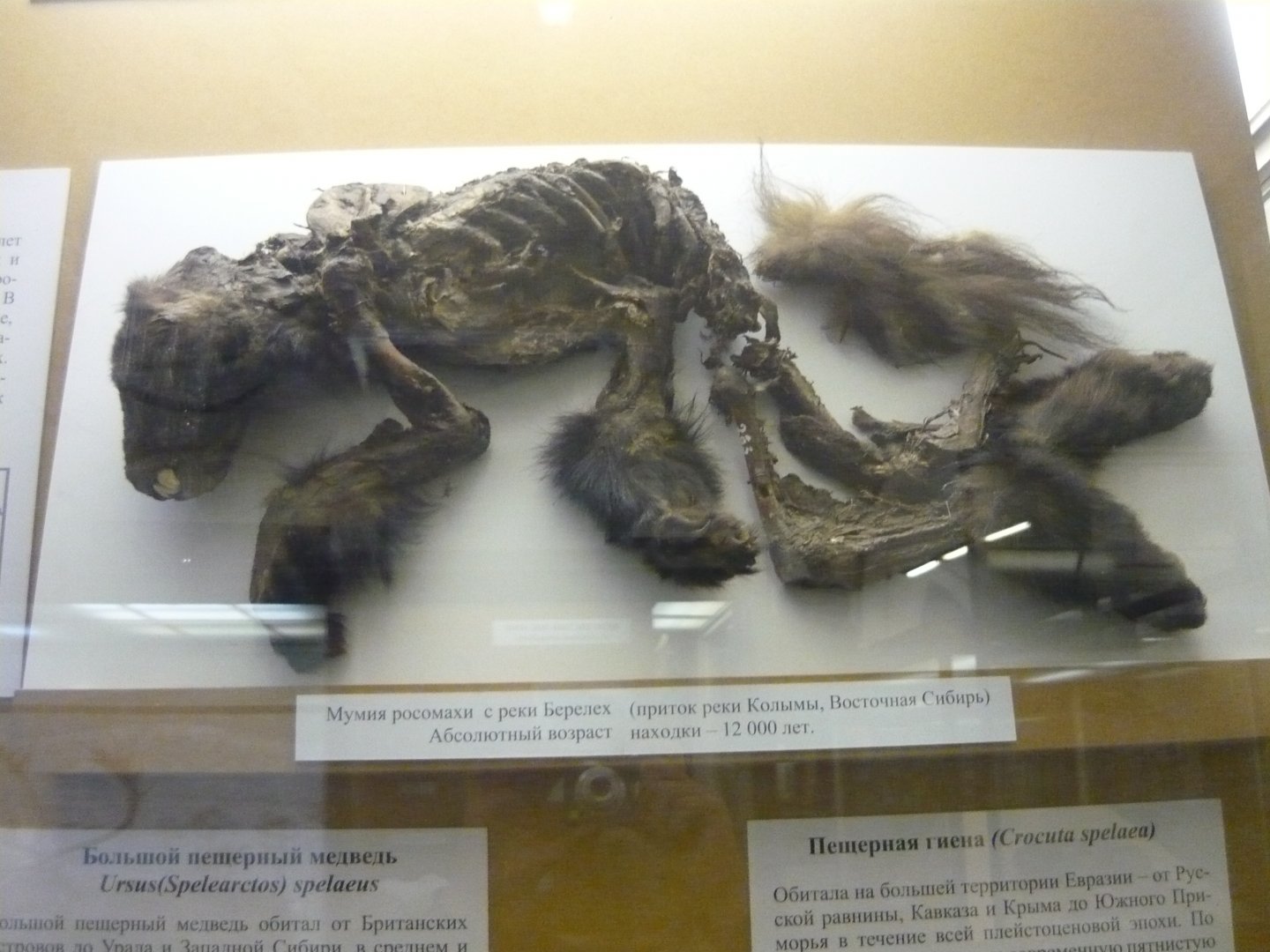 Mummified Pleistocene wolverine