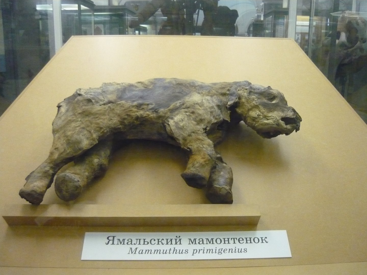 Mummified Woolly mammoth calf from Yamal