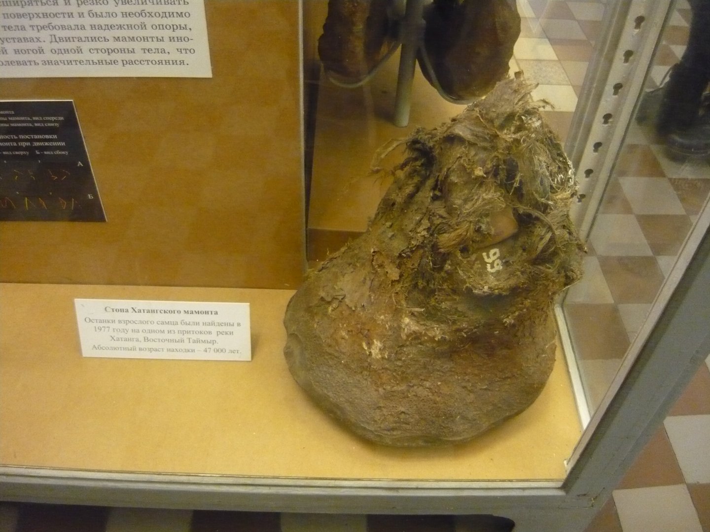 Mummified Woolly mammoth foot