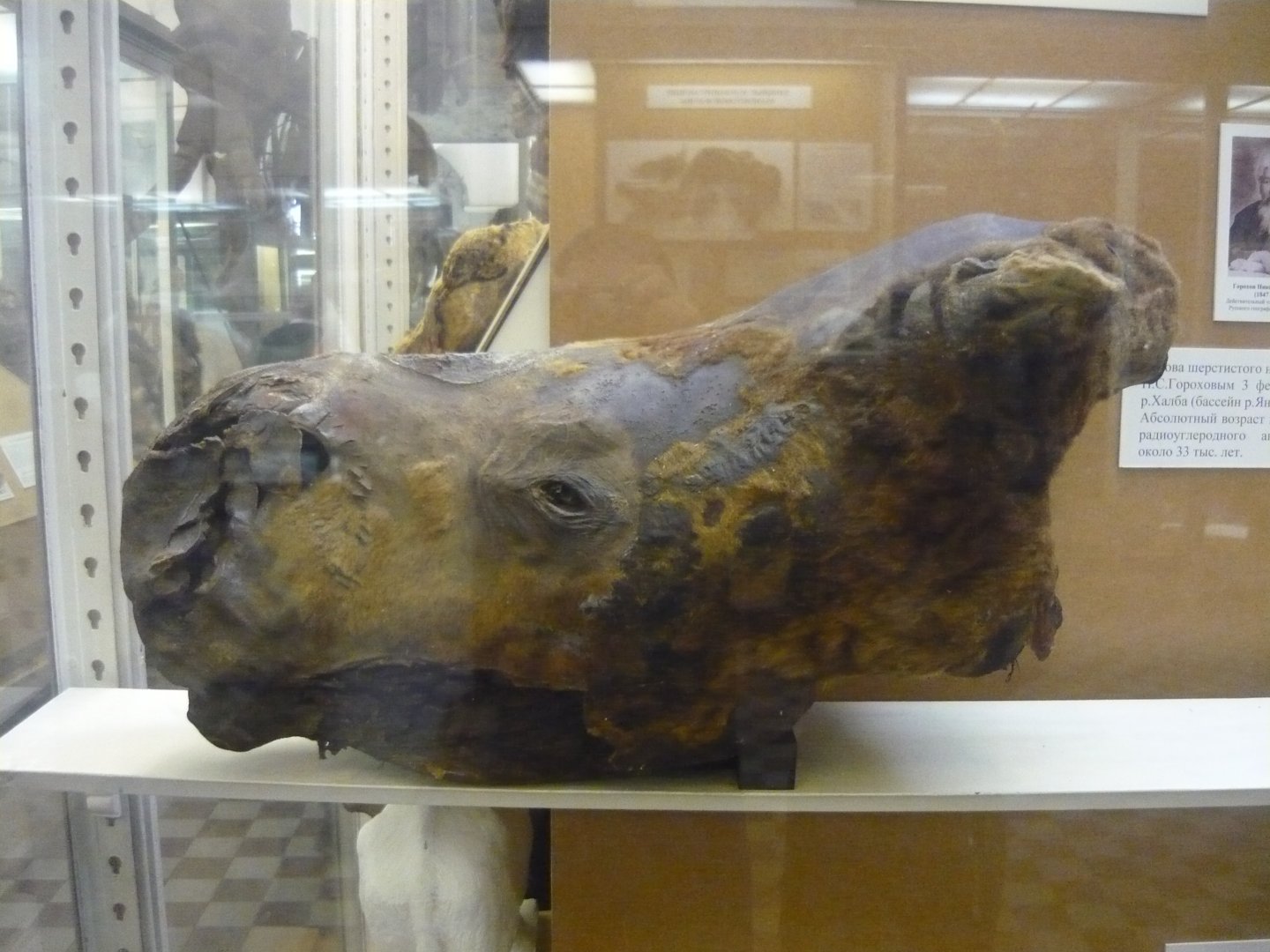 Mummified Woolly rhinoceros head
