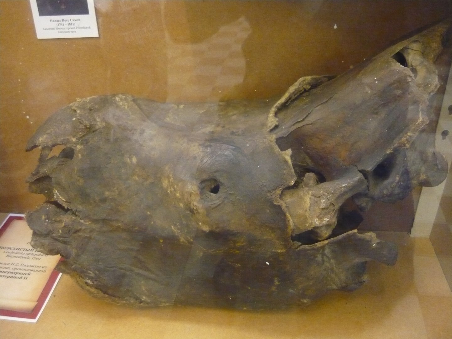 Mummified Woolly rhinoceros head