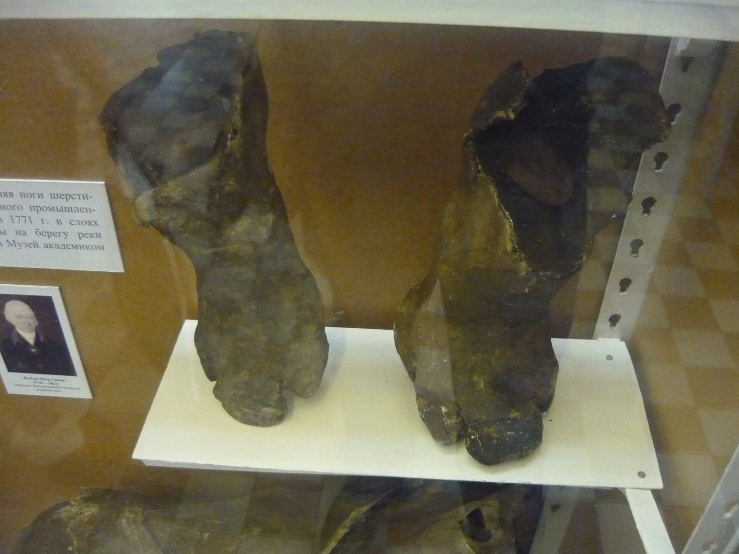 Mummified Woolly rhinoceros limbs