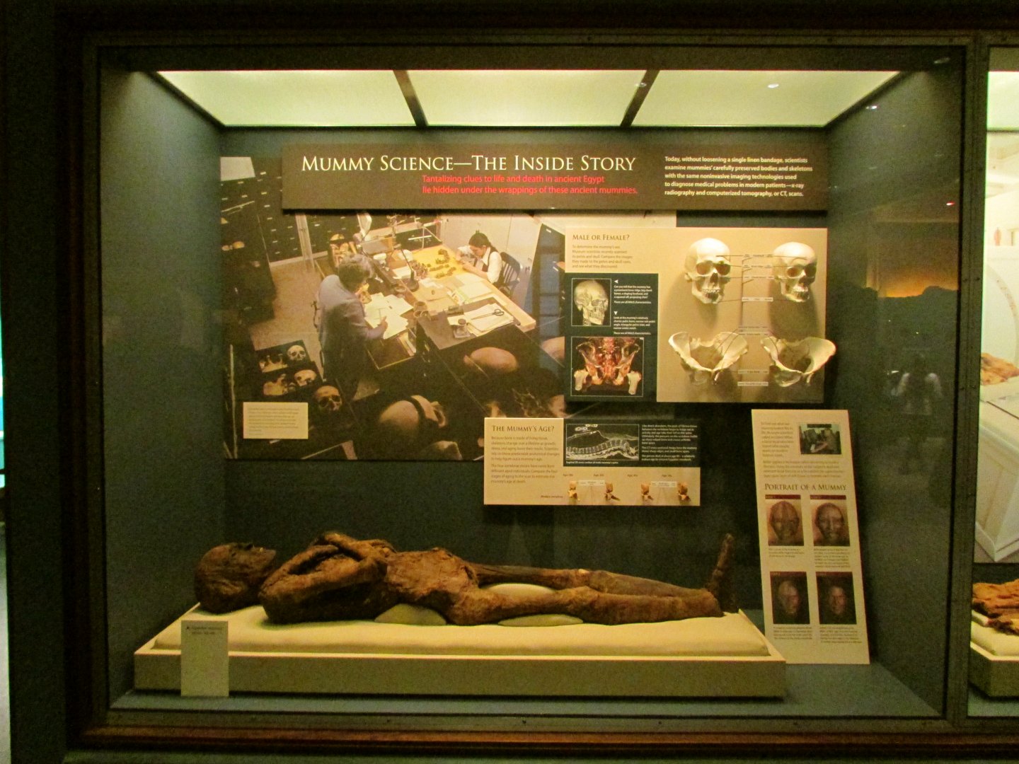 Mummy Science - The Inside Story