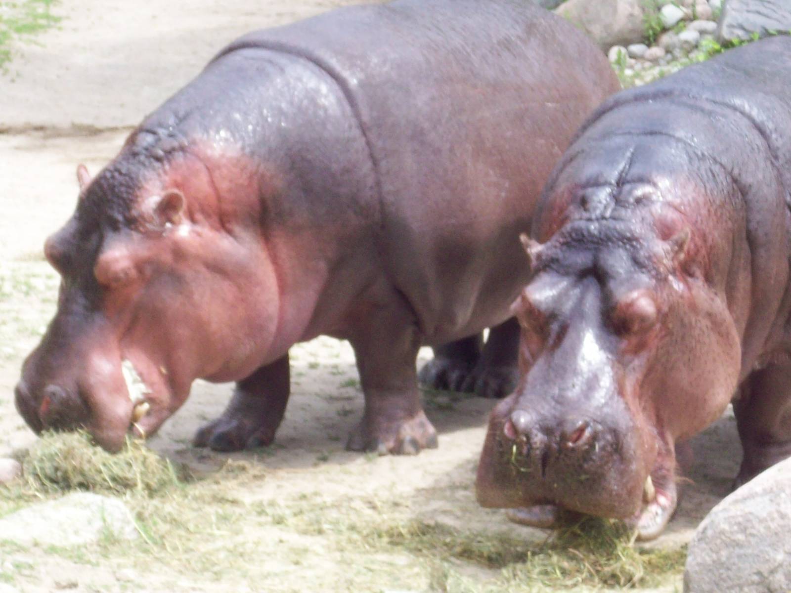 *munch, munch* Ohhh so good!