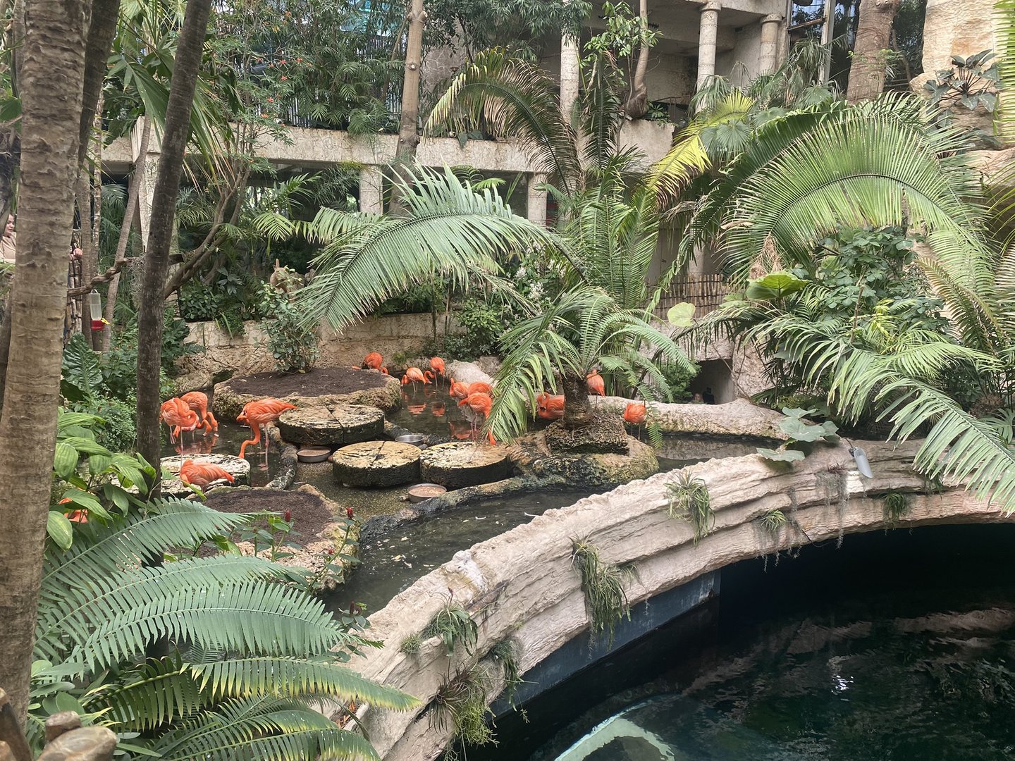 Mundo Maya - American Flamingo Exhibit