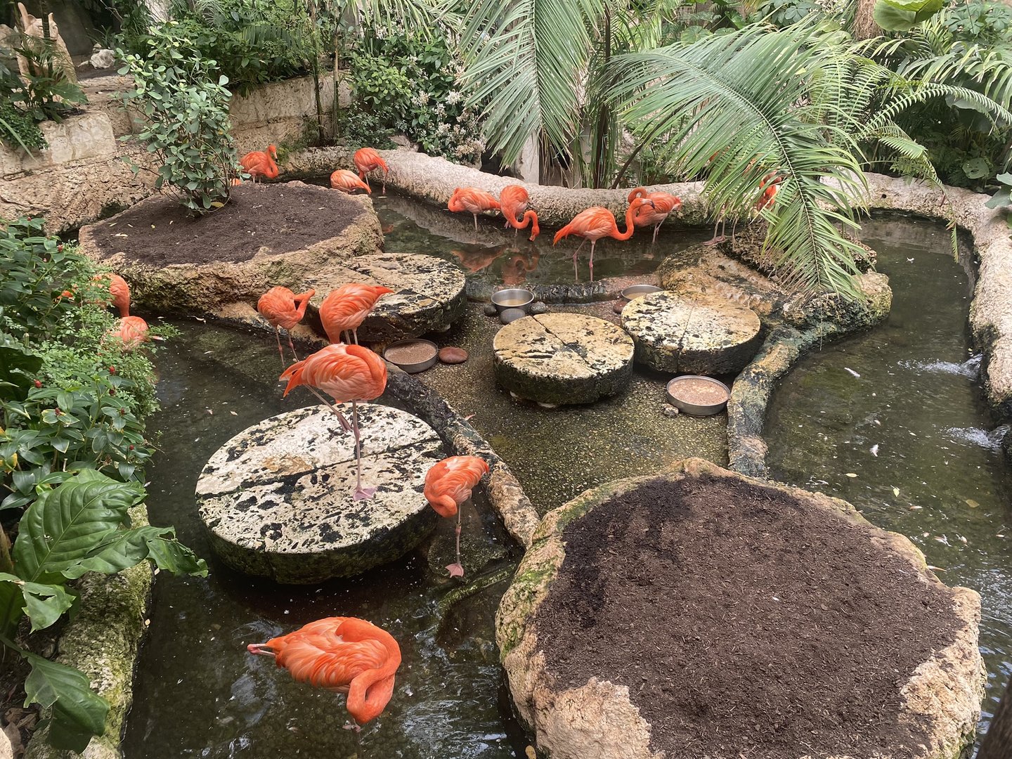 Mundo Maya - American Flamingo Exhibit