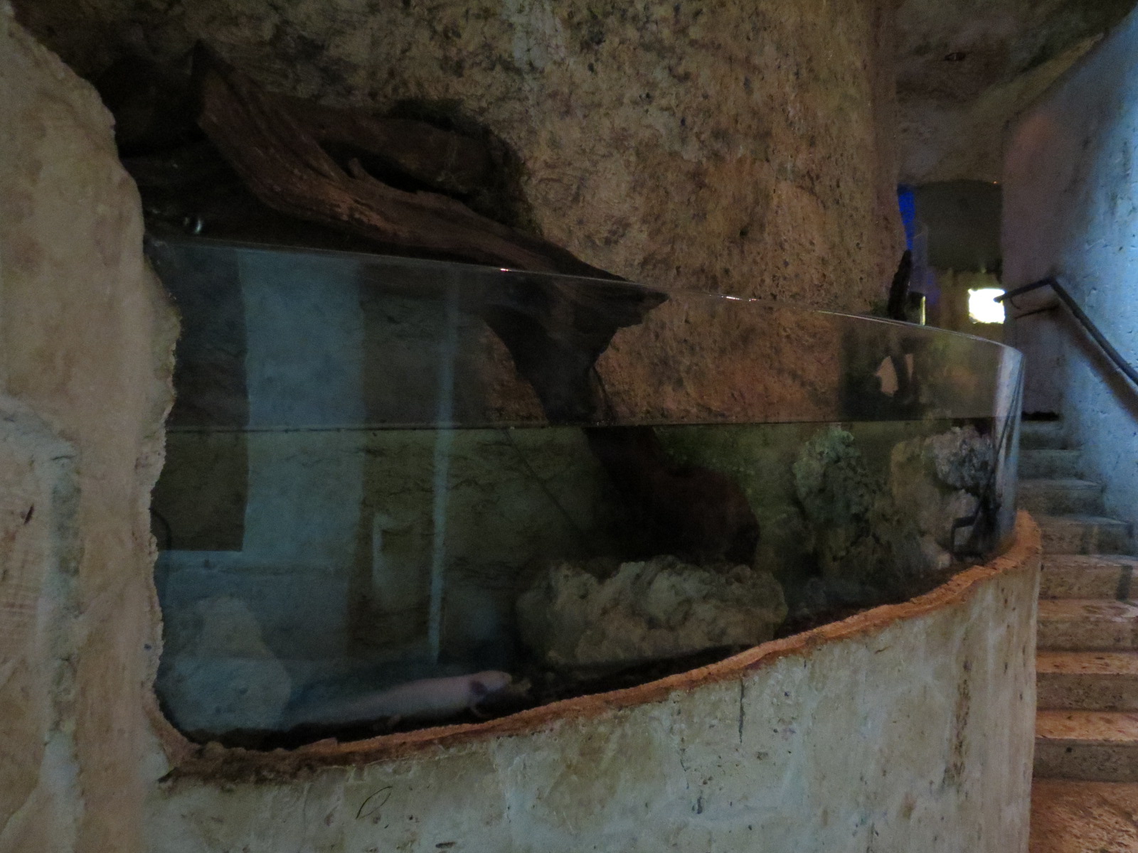 Mundo Maya - Axolotl Exhibit