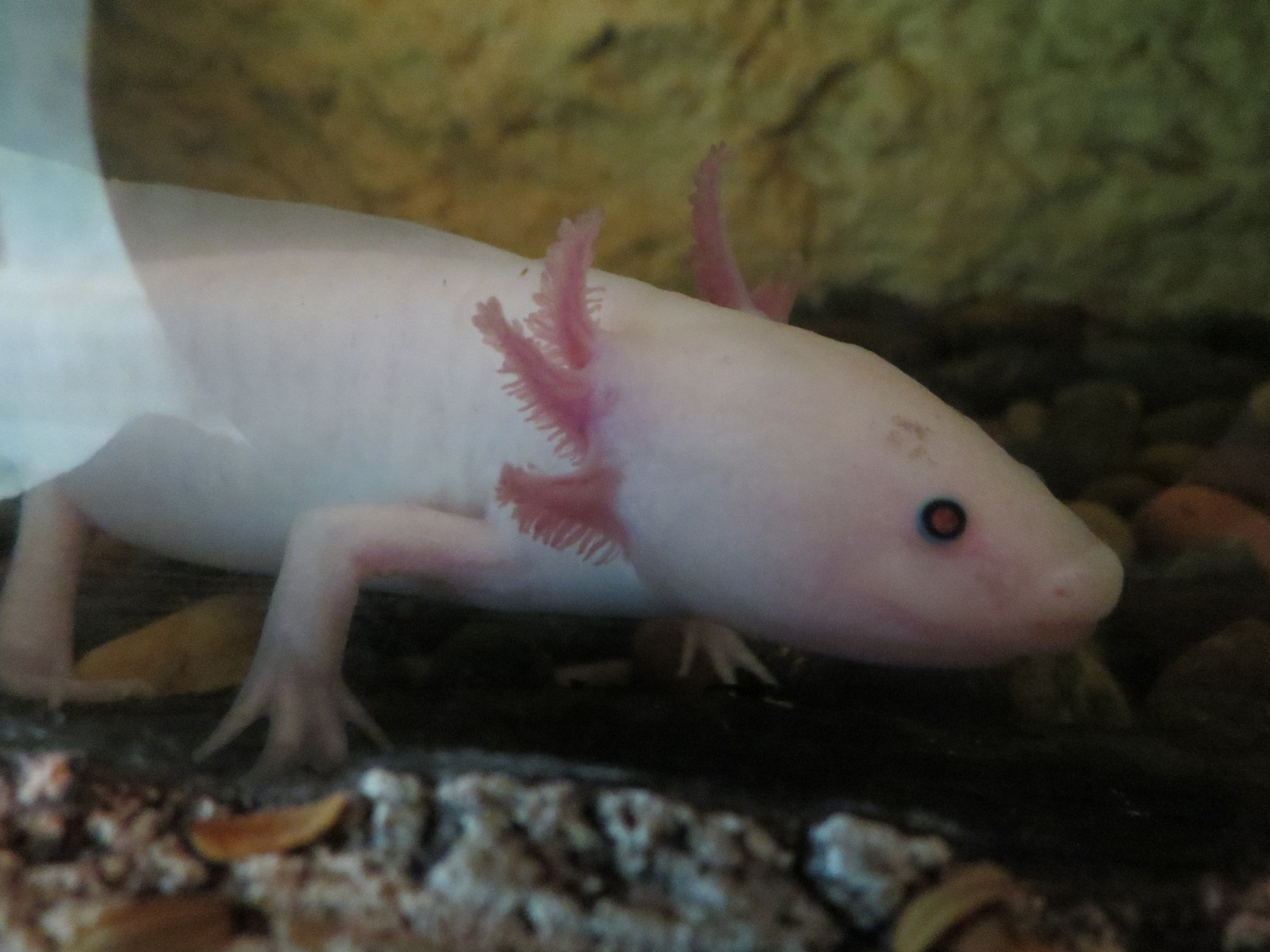 Mundo Maya - Axolotl Exhibit
