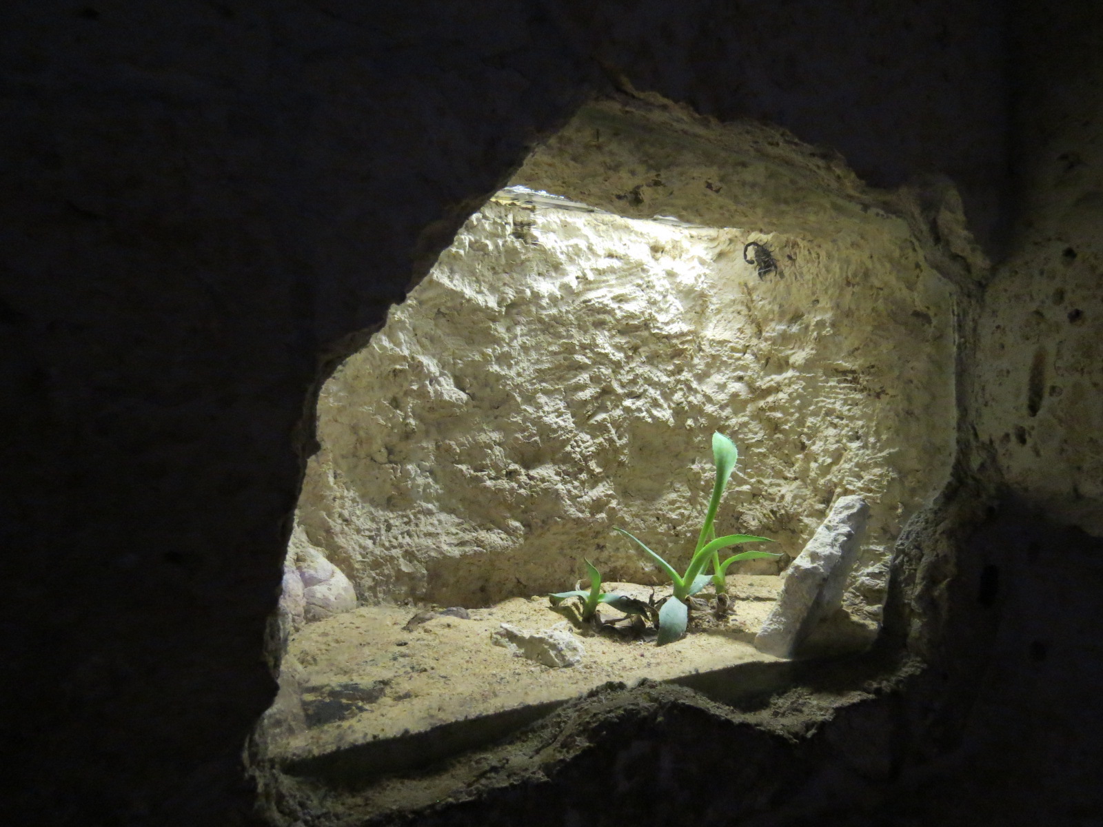 Mundo Maya - Bark Scorpion Exhibit