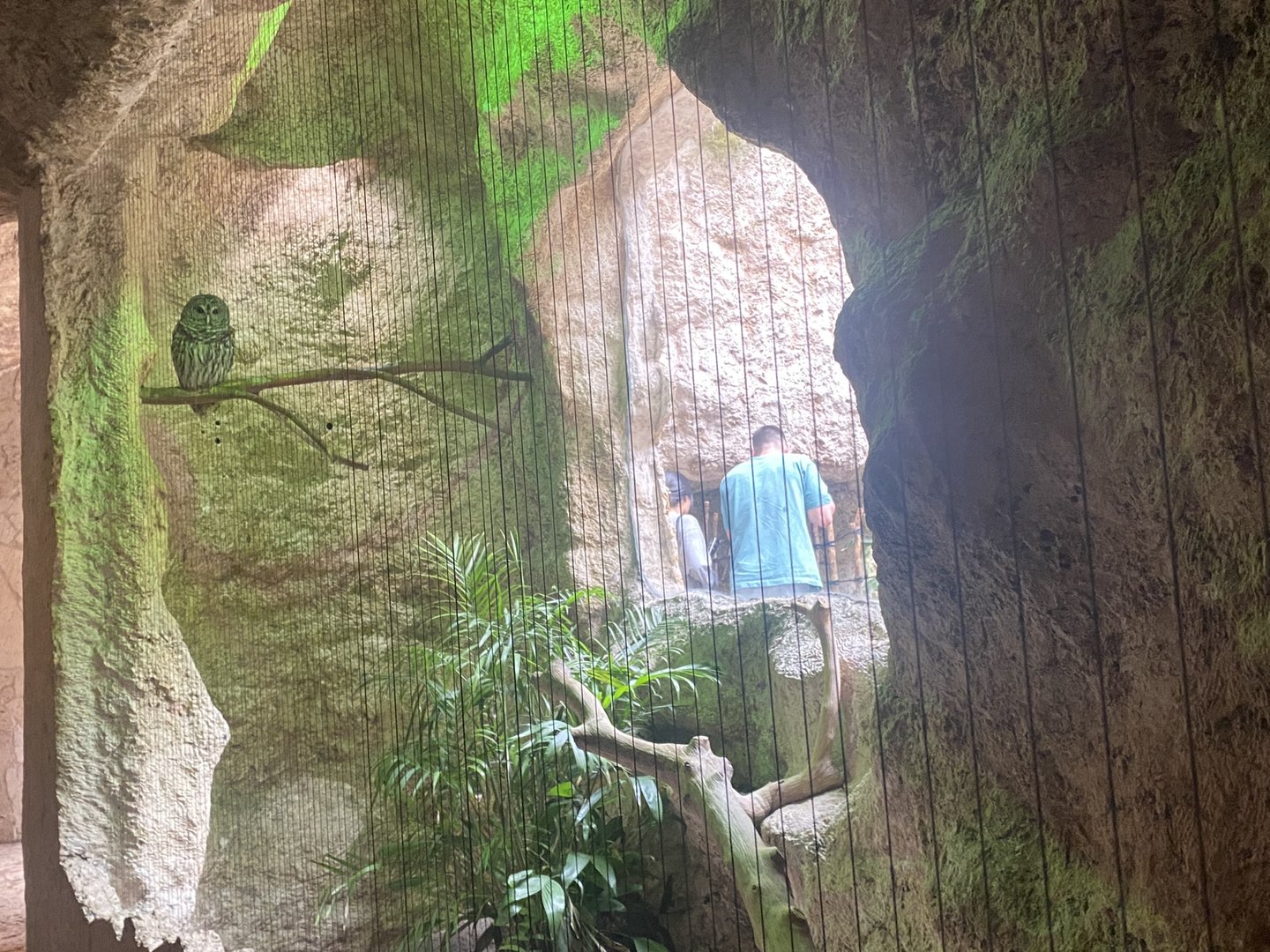 Mundo Maya - Barred Owl Exhibit