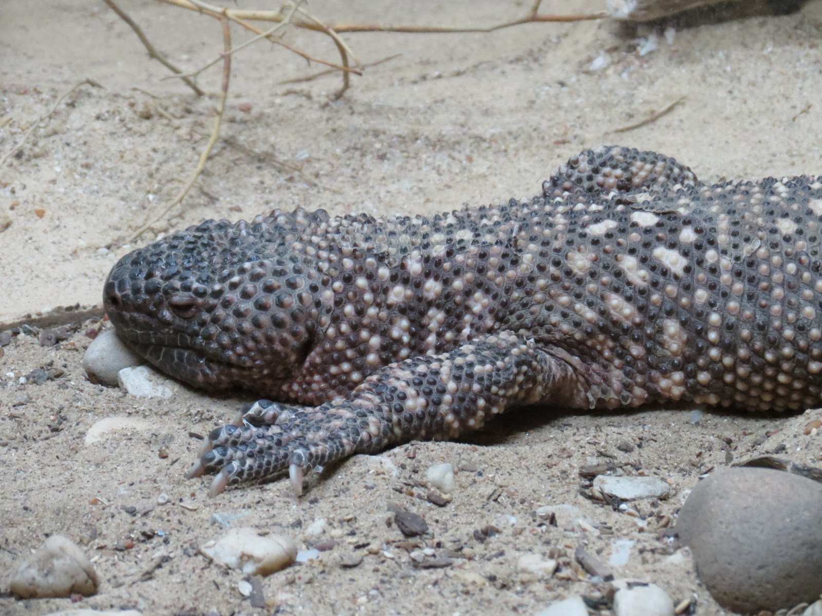 Mundo Maya - Beaded Lizard