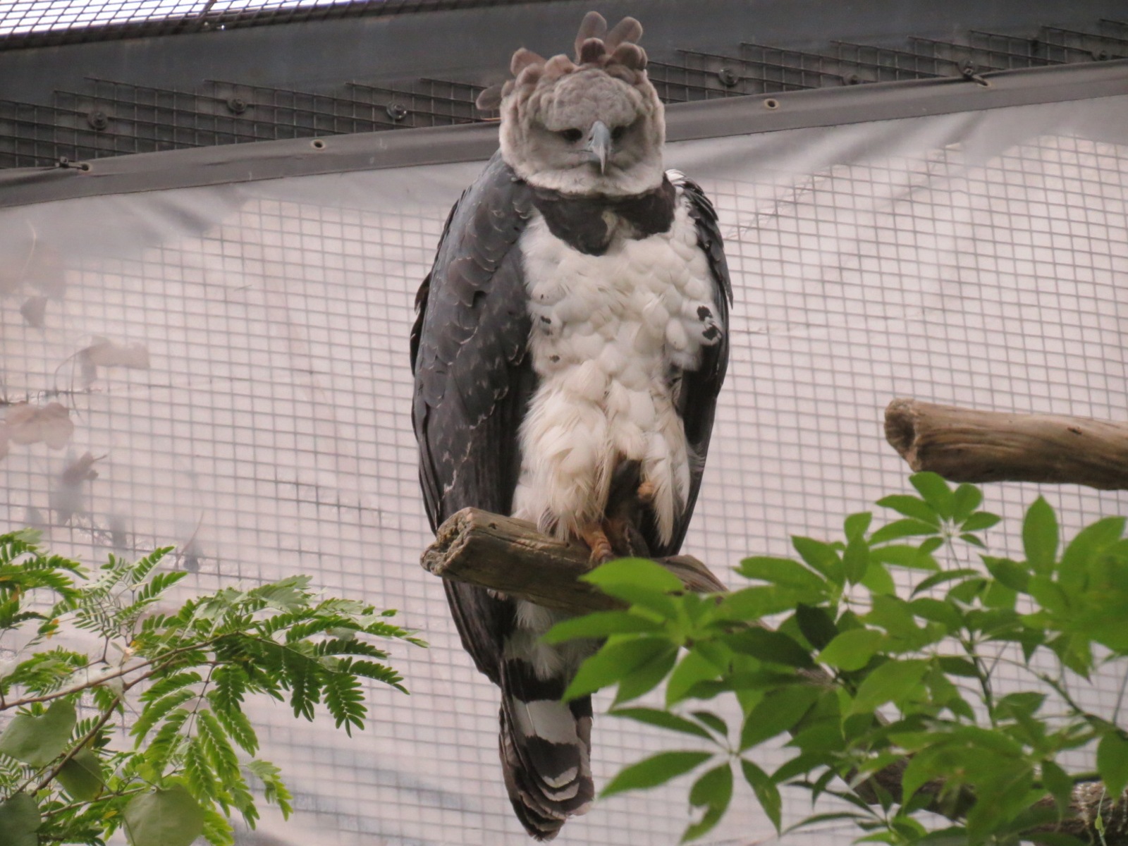 Mundo Maya - Birds of El Triunfo Exhibit - Harpy Eagle