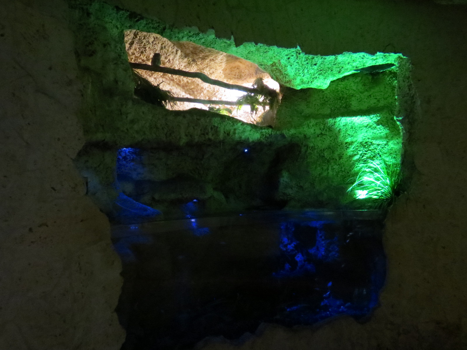 Mundo Maya - Blind Cavefish and Eastern Screech Owl Exhibits