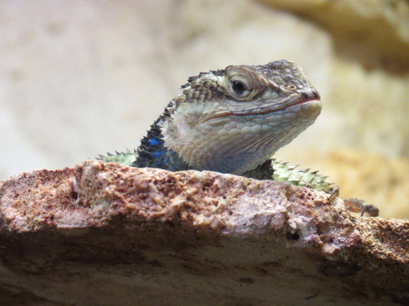 Mundo Maya - Blue Spiny Lizard