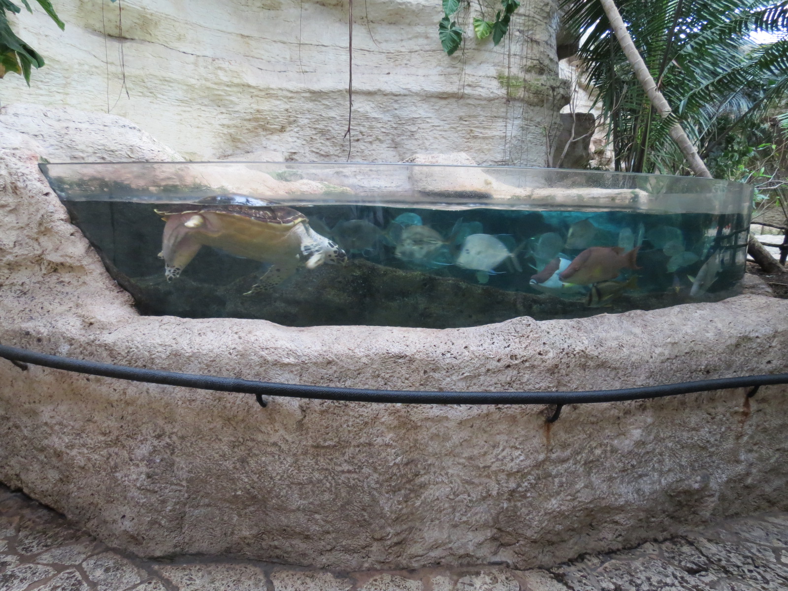 Mundo Maya - Caribbean Creatures Exhibit