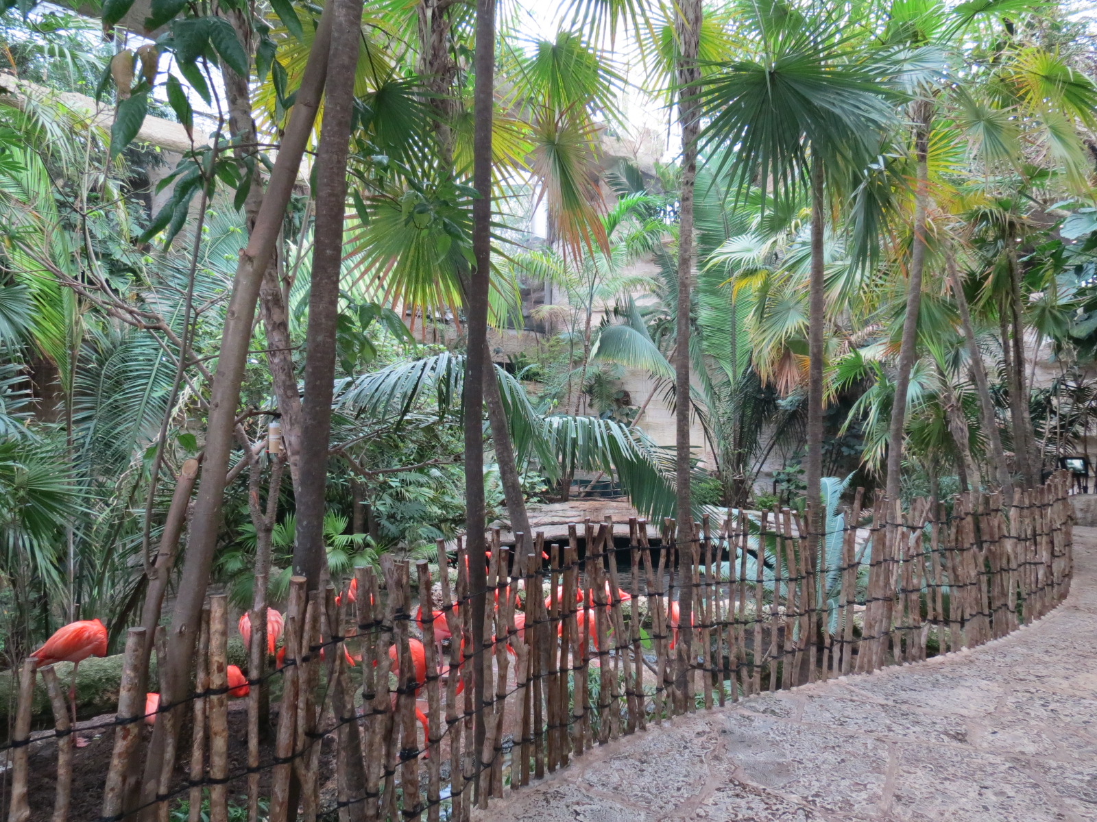 Mundo Maya - Caribbean Flamingo Exhibit