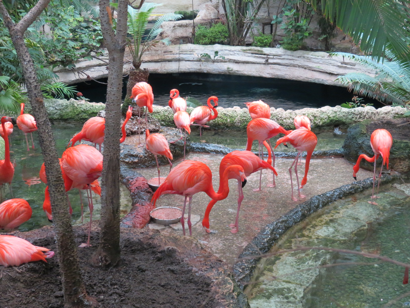 Mundo Maya - Caribbean Flamingo Exhibit