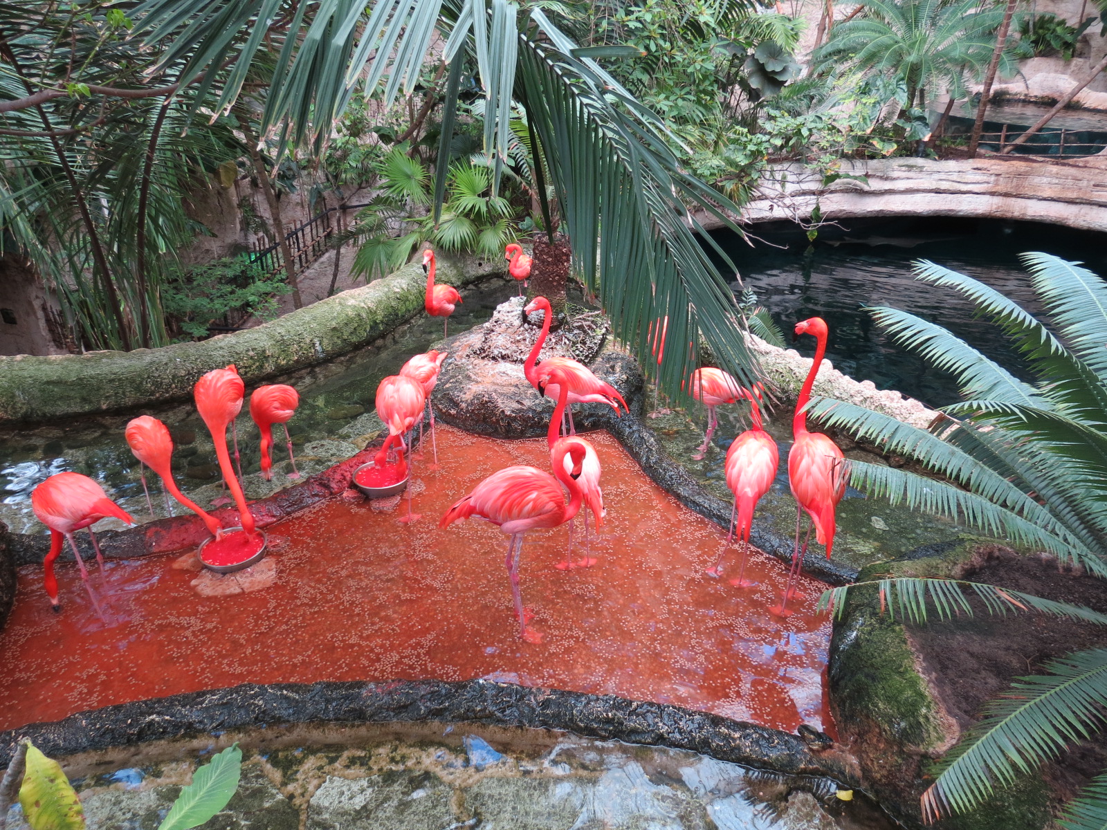 Mundo Maya - Caribbean Flamingo Exhibit