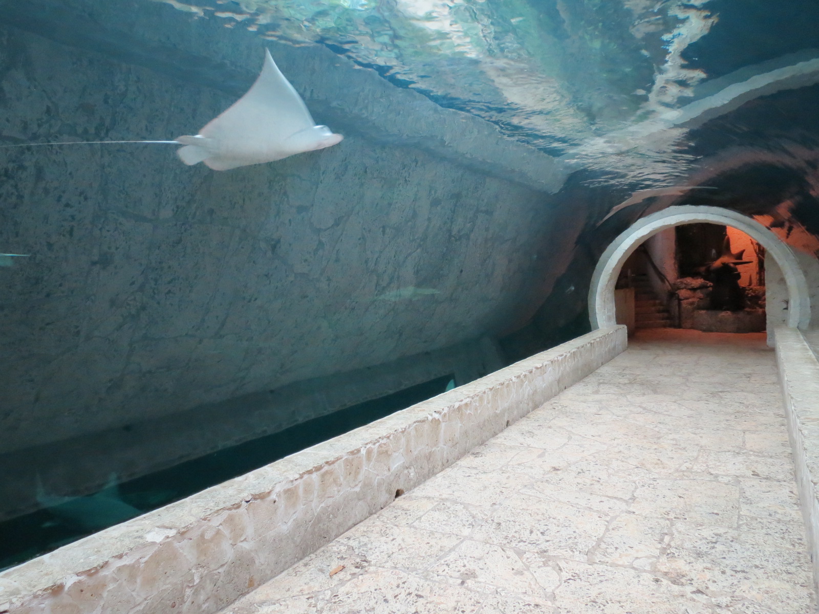 Mundo Maya - Cenote Exhibit - Spotted Eagle Ray