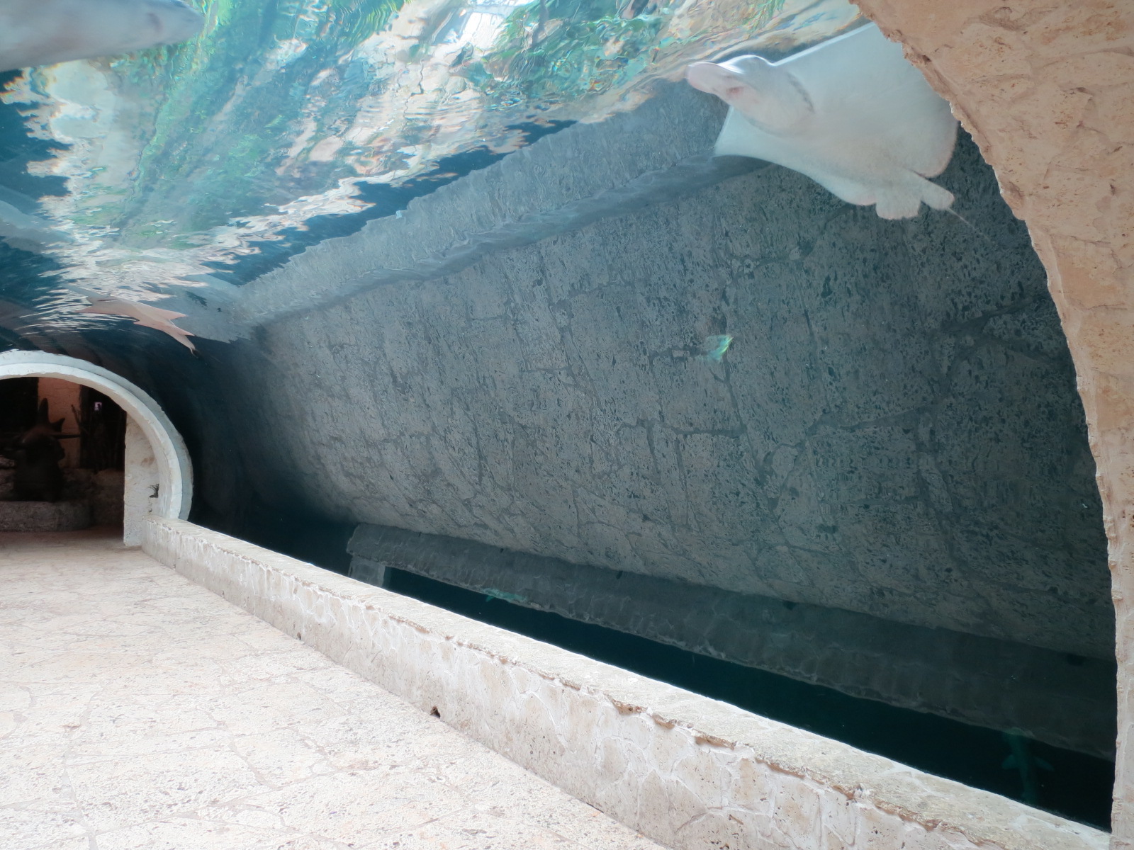 Mundo Maya - Cenote Exhibit - Spotted Eagle Ray