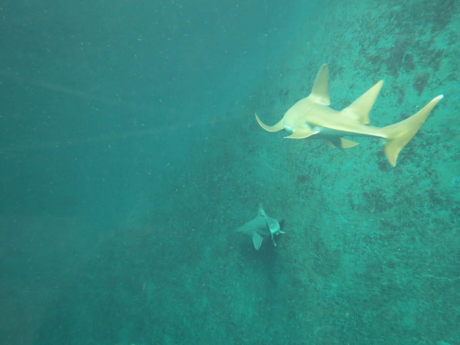 Mundo Maya - Cenote Exhibit