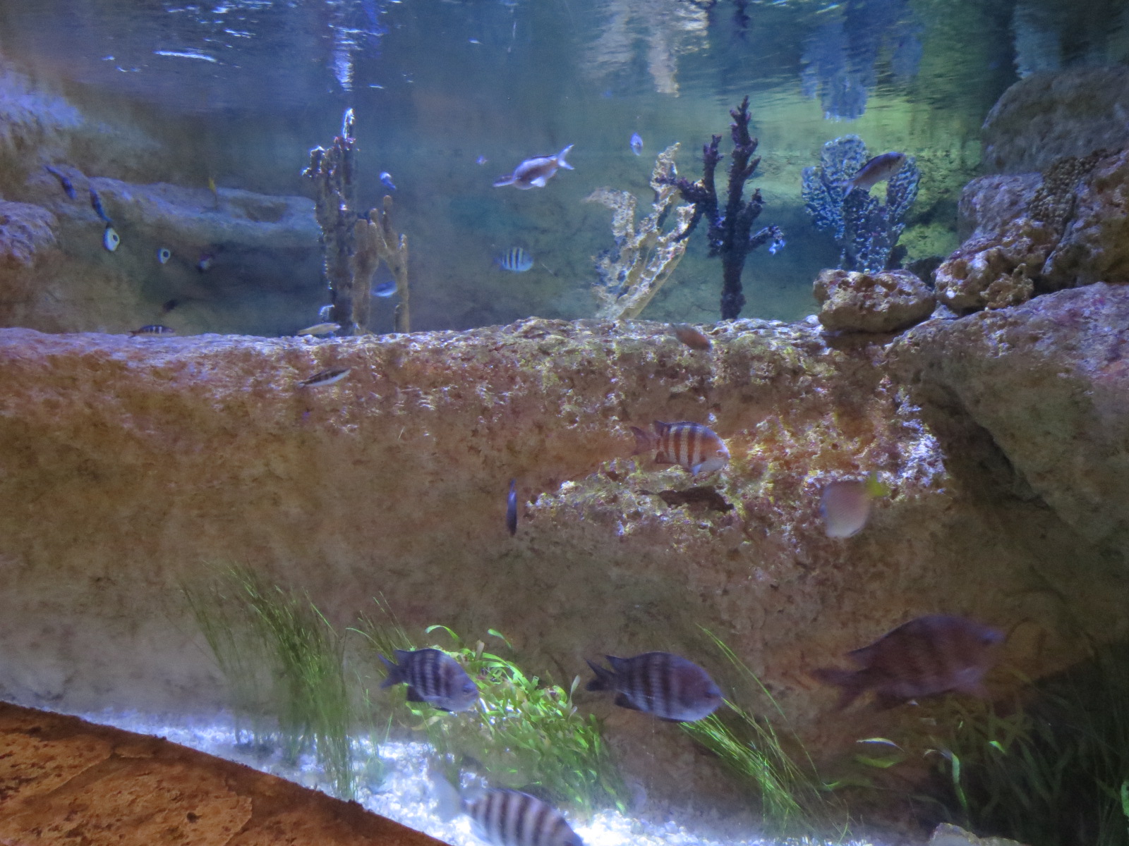 Mundo Maya - Conch Exhibit