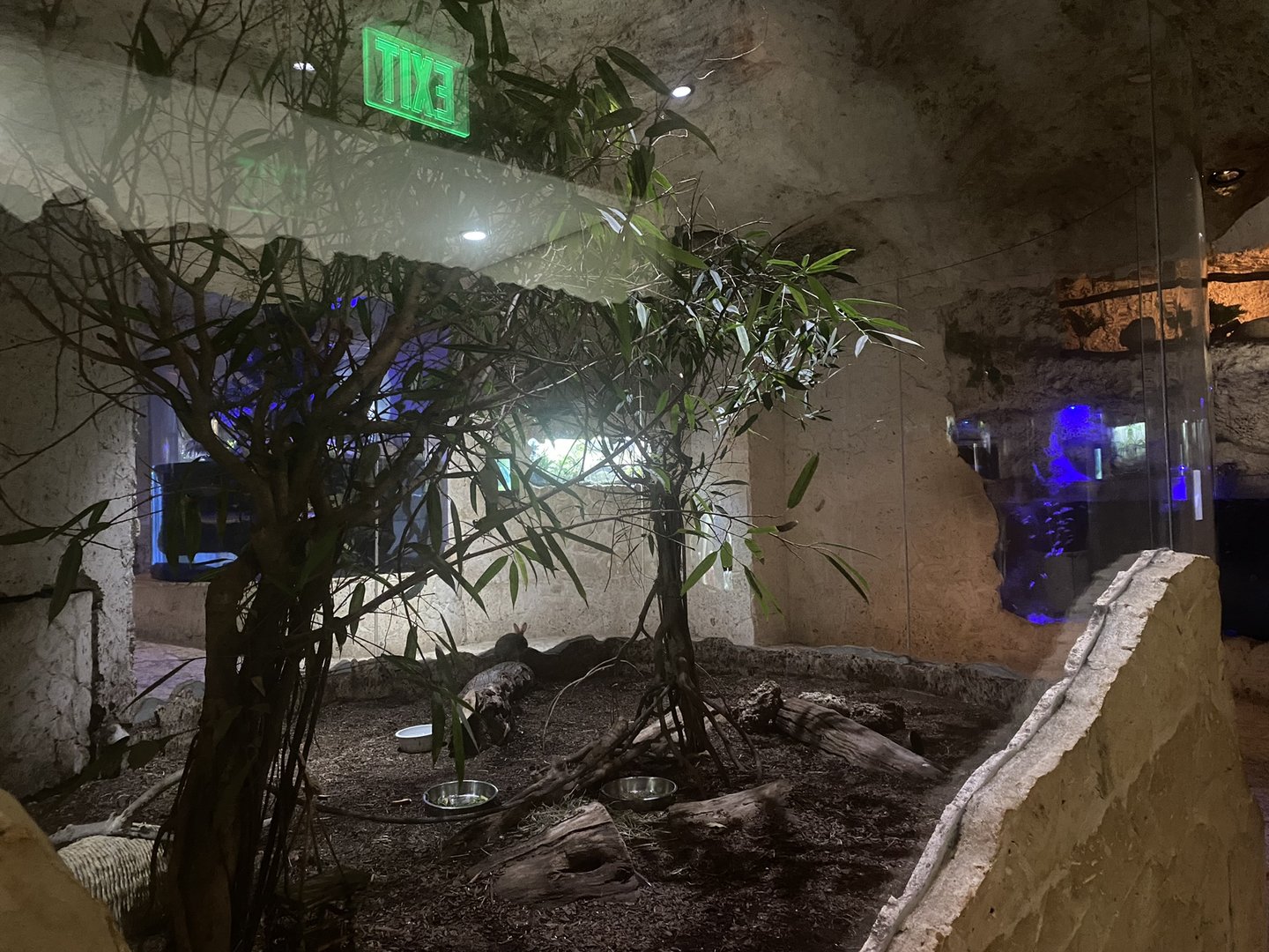 Mundo Maya - Desert Cottontail/Burrowing Owl Exhibit