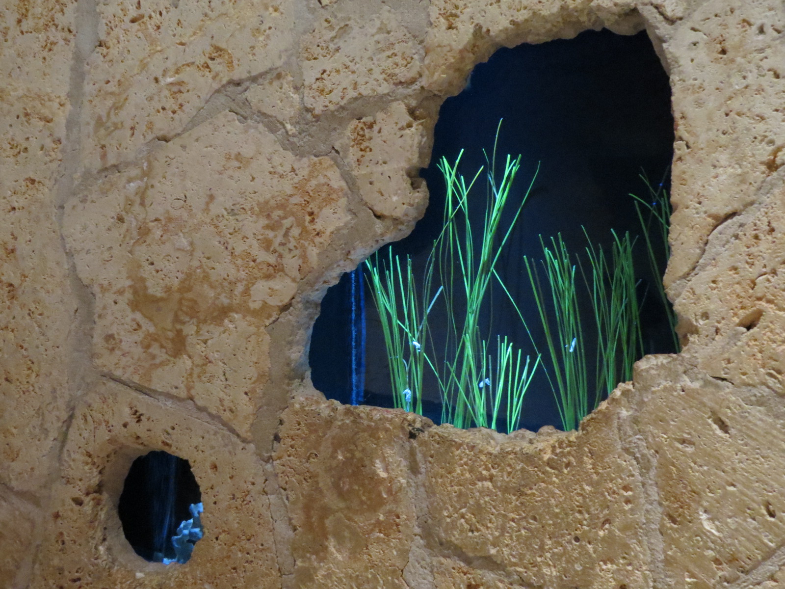 Mundo Maya - Dwarf Seahorse Exhibit