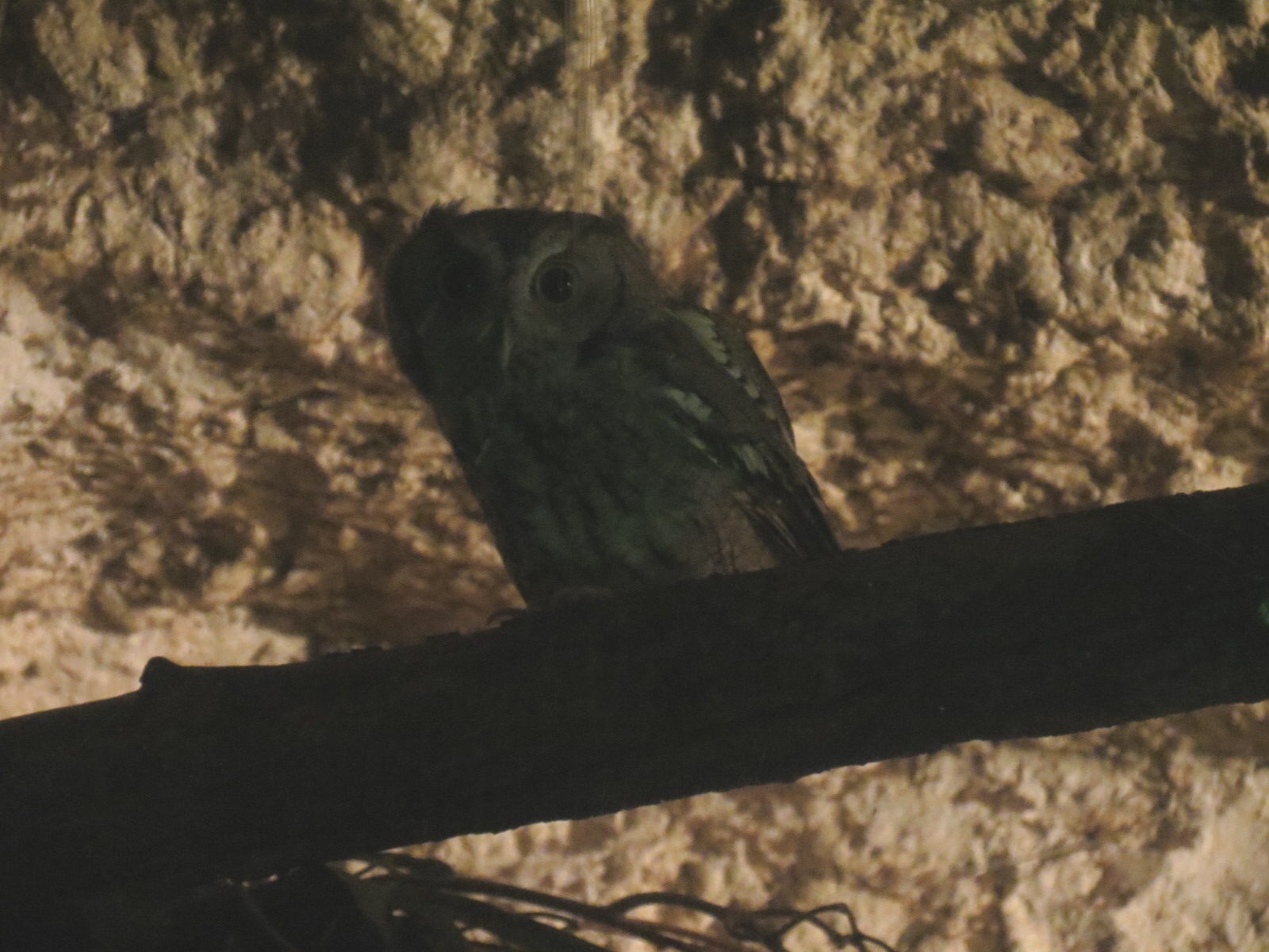 Mundo Maya - Eastern Screech Owl