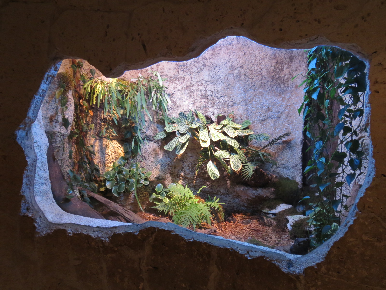 Mundo Maya - Fer-de-lance Exhibit