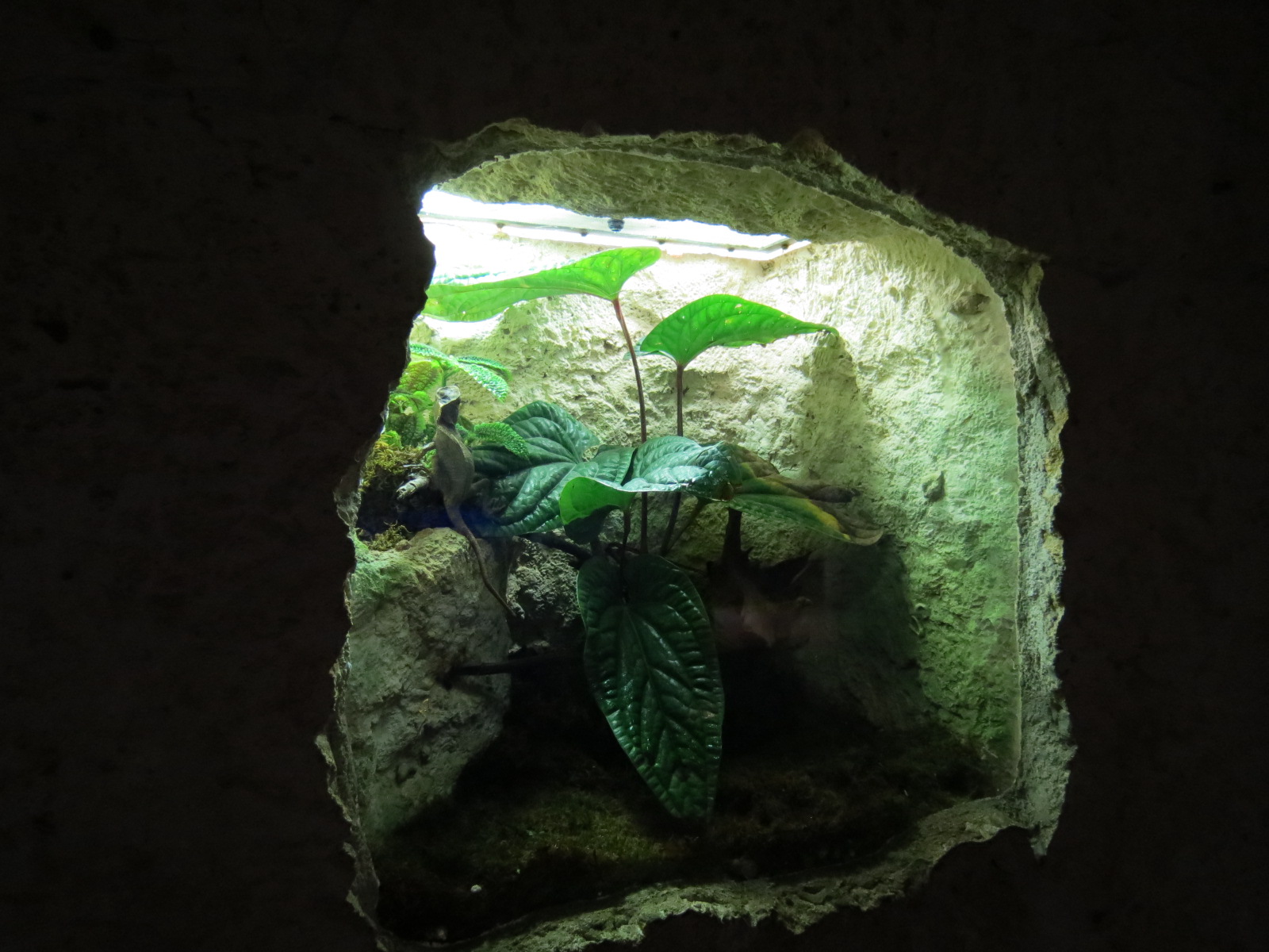 Mundo Maya - Helmeted Basilisk Exhibit