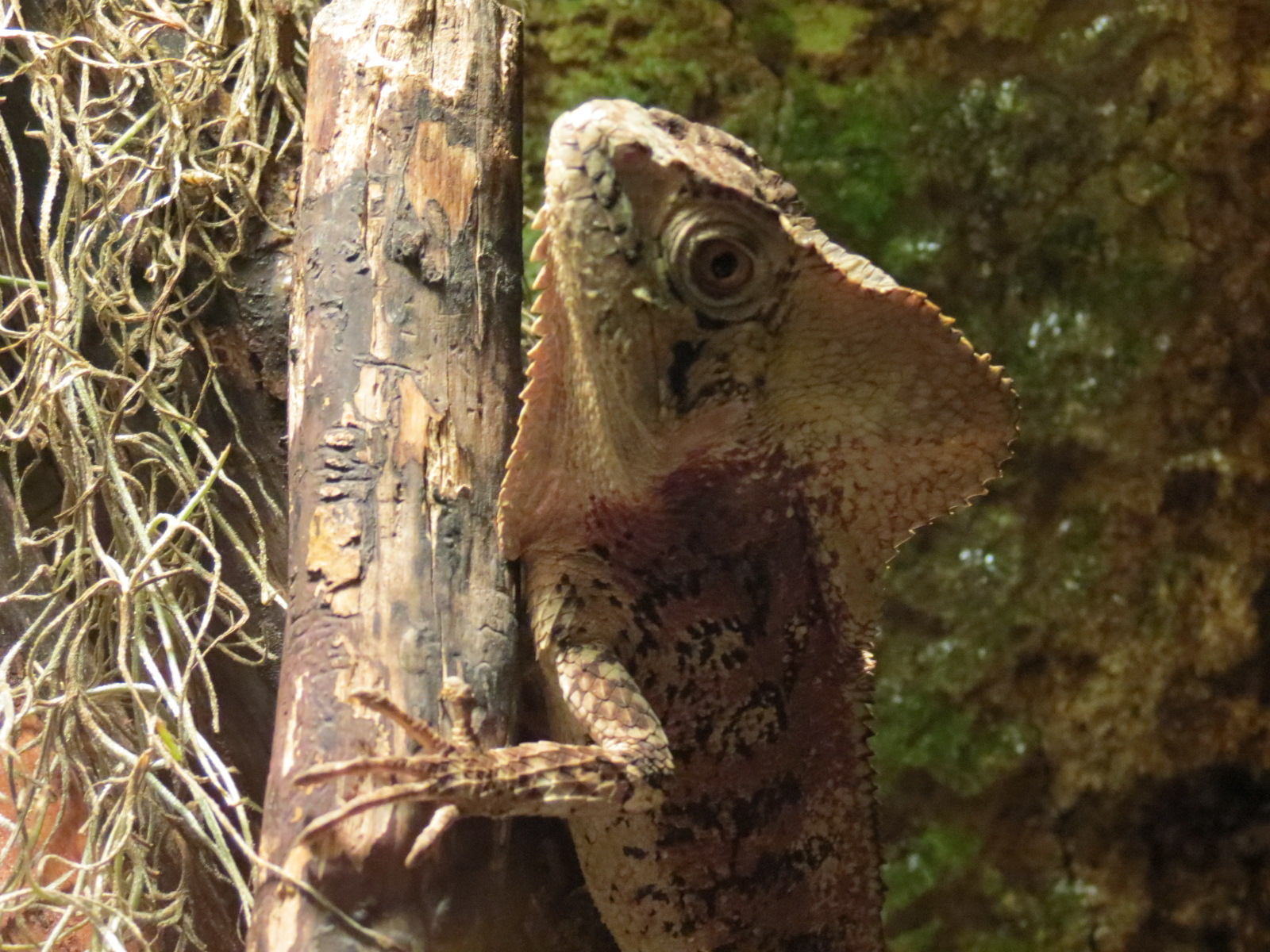Mundo Maya - Helmeted Basilisk