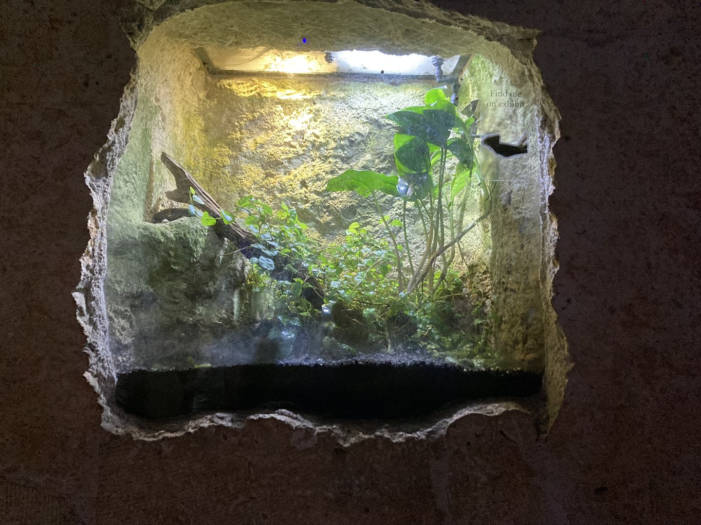 Mundo Maya - Hernandez Helmeted Basilisk Terrarium