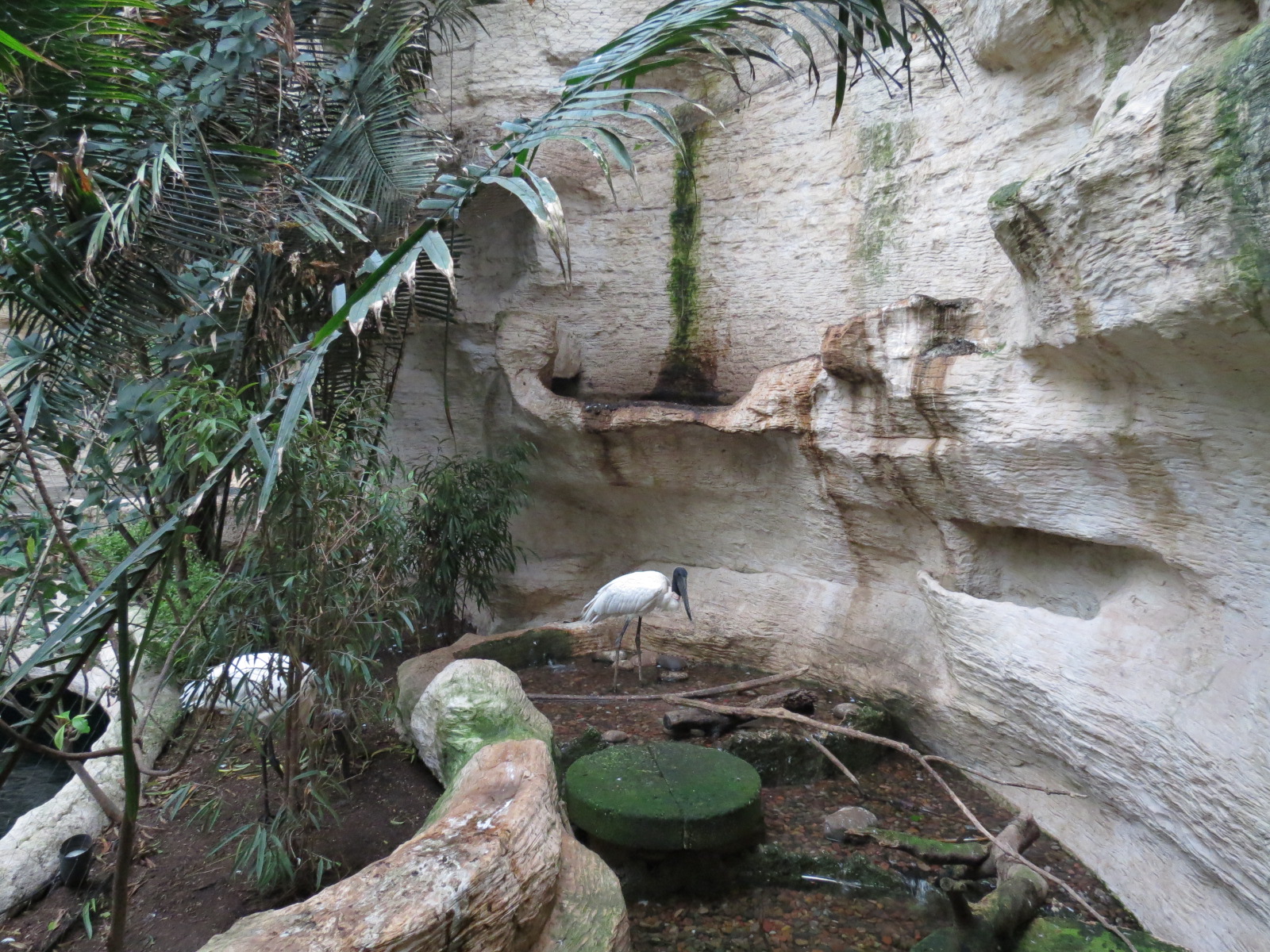 Mundo Maya - Jabiru Stork Exhibit