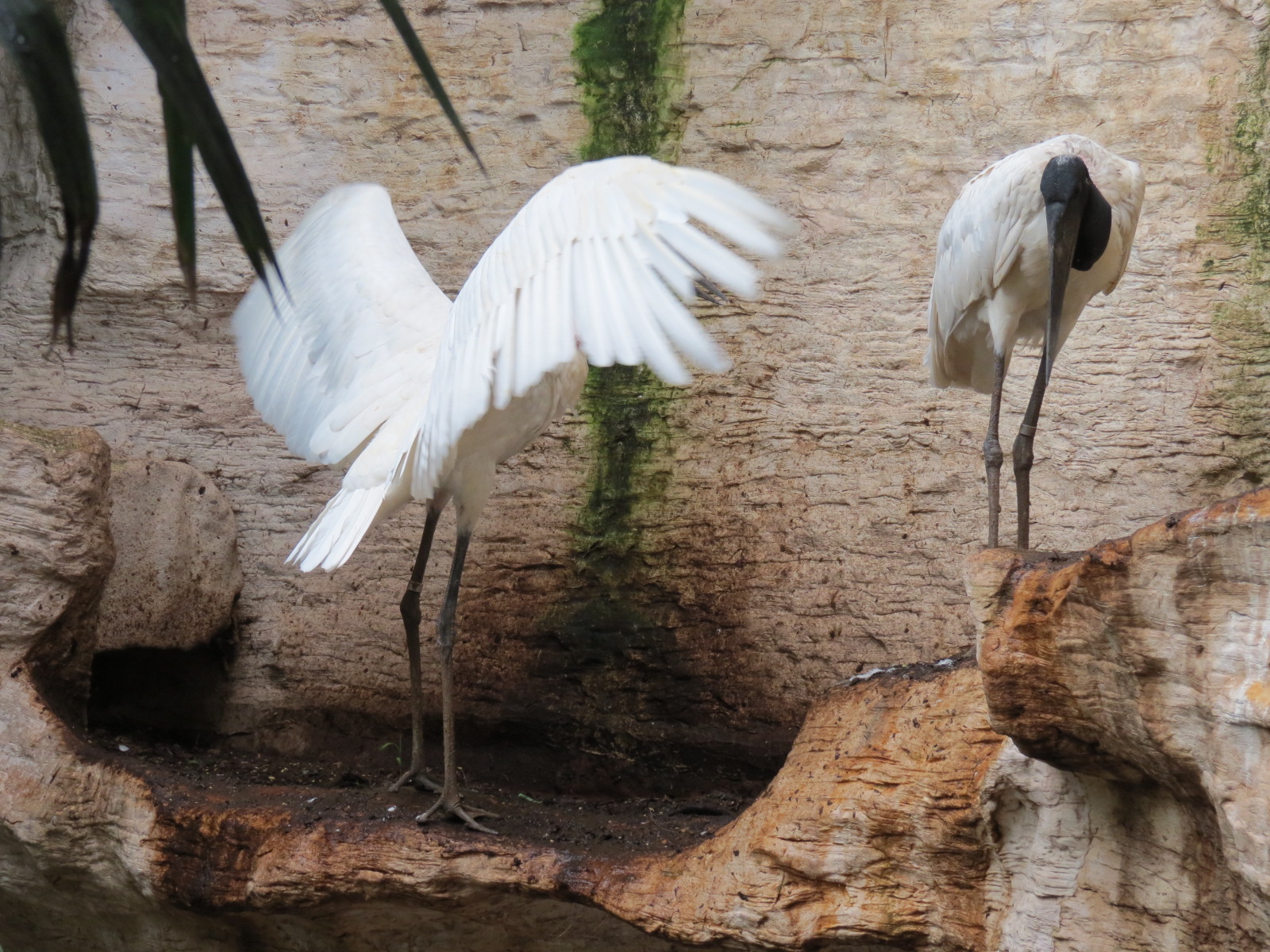 Mundo Maya - Jabiru Stork Exhibit