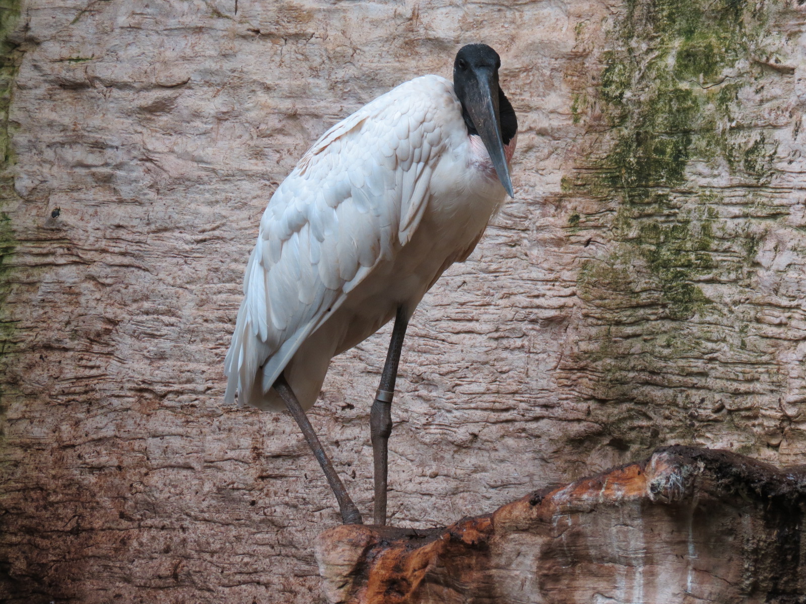 Mundo Maya - Jabiru Stork Exhibit