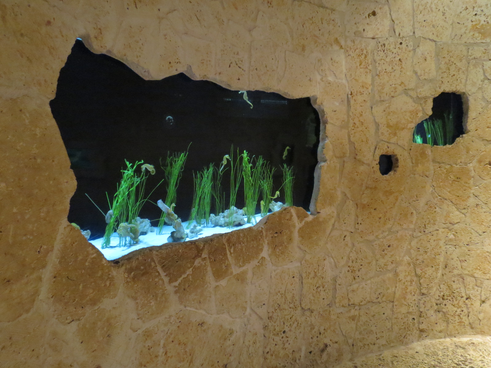 Mundo Maya - Lined Seahorse and Others Exhibit