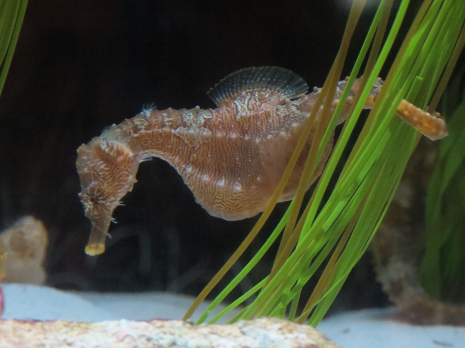 Mundo Maya - Lined Seahorse