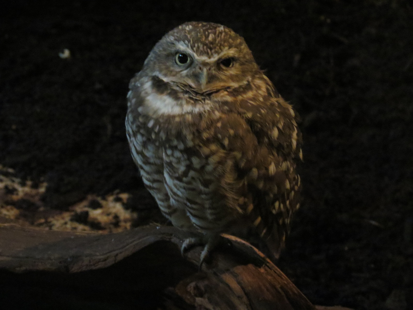 Mundo Maya - Los Petenes Exhibit - Burrowing Owl