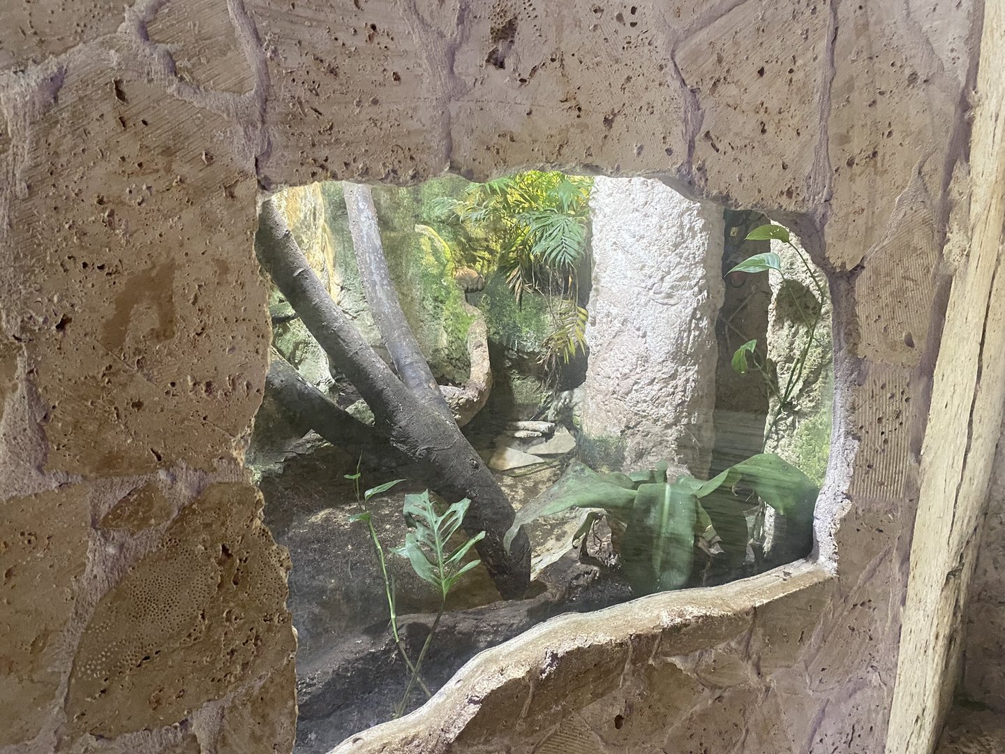 Mundo Maya - Marine Toad Terrarium