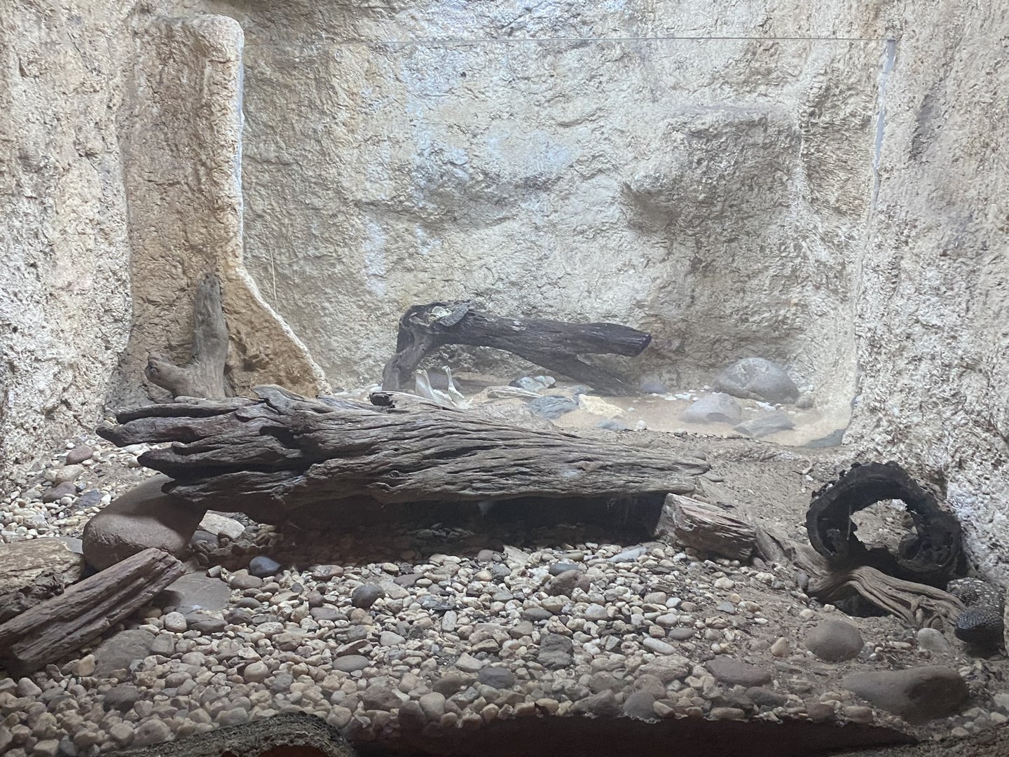 Mundo Maya - Mexican Bearded Lizard + Neotropical Rattlesnake Exhibits
