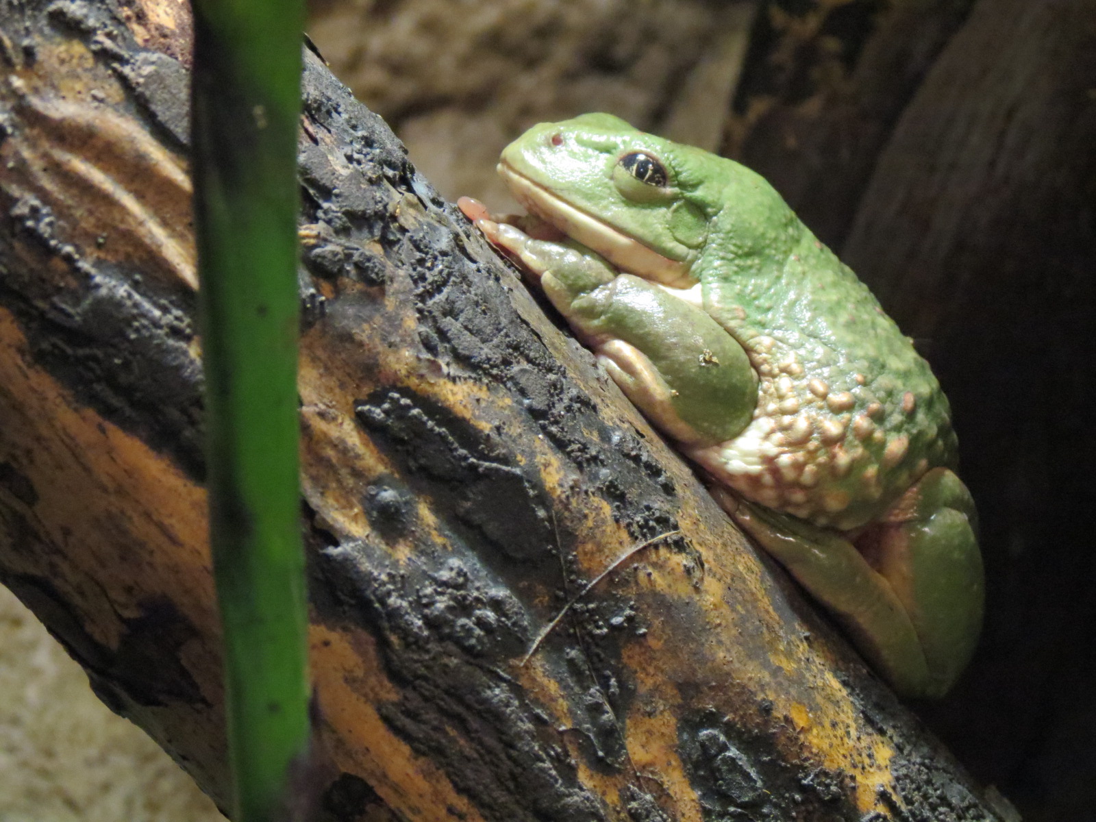 Mundo Maya - Mexican Leaf Frog