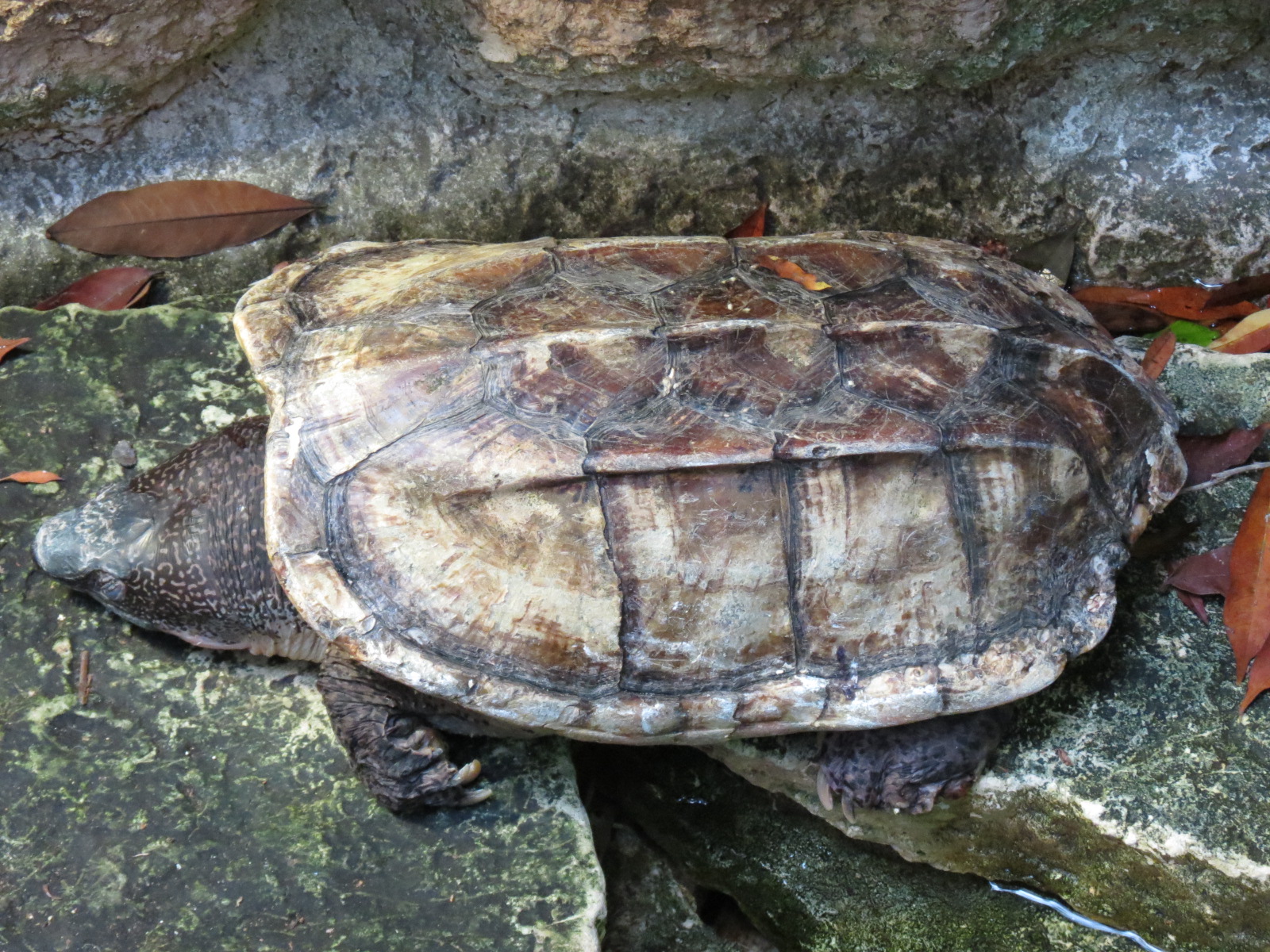 Mundo Maya - Mexican Musk Turtle Exhibit