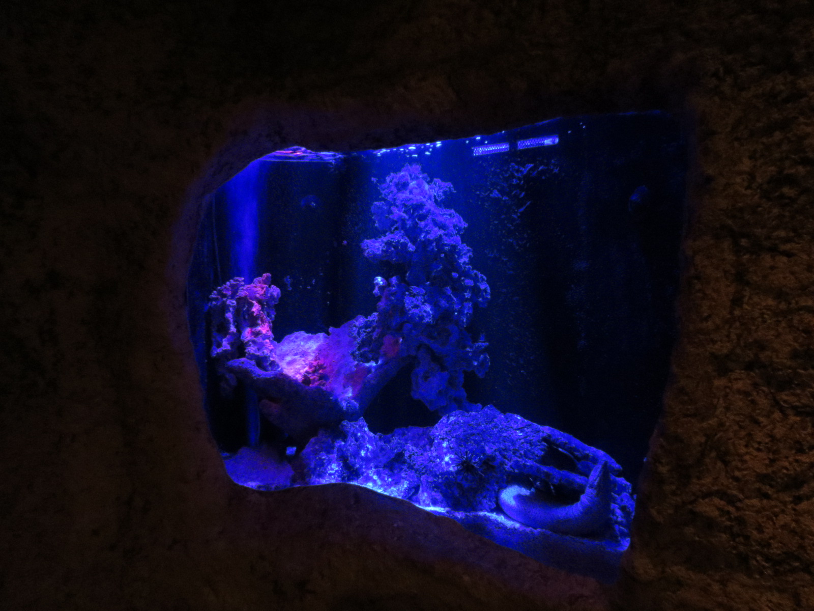 Mundo Maya - Moray Eel Exhibit