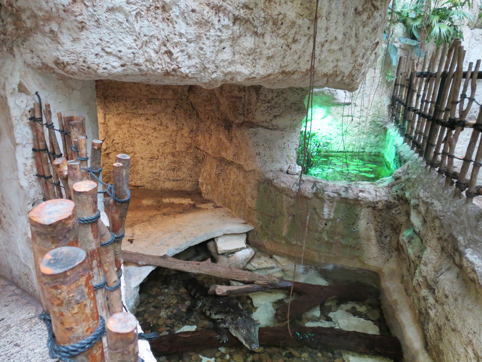 Mundo Maya - Morelet's Crocodile and Mexican Musk Turtle Exhibit