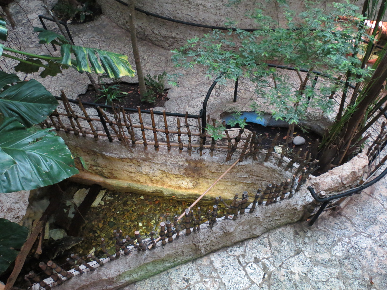 Mundo Maya - Morelet's Crocodile and Mexican Musk Turtle Exhibit