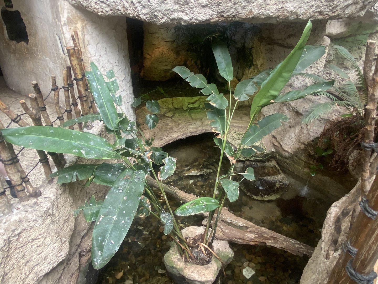 Mundo Maya - Morelet’s Crocodile Exhibit