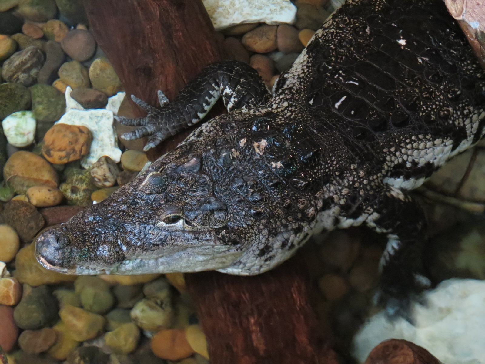 Mundo Maya - Morelet's Crocodile